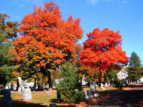 home-page-autumn